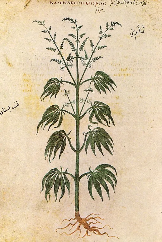 Cannabis in the wild